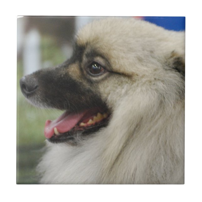 Keeshond-Hundefliese Fliese (Vorderseite)