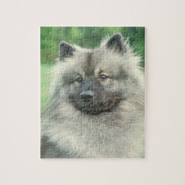 Keeshond-Hundepuzzlespiel Puzzle (Vertikal)