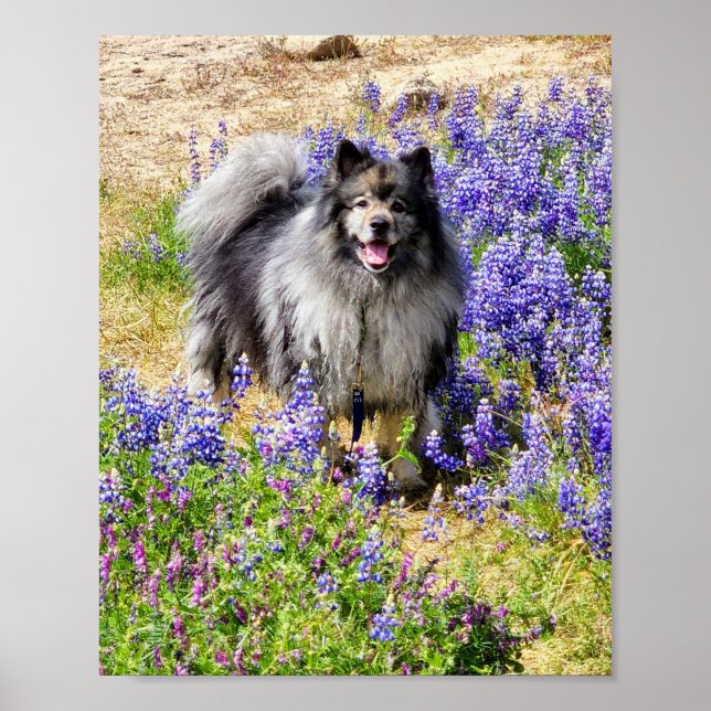 Keeshond im Lupine Bloom Poster (Vorne)