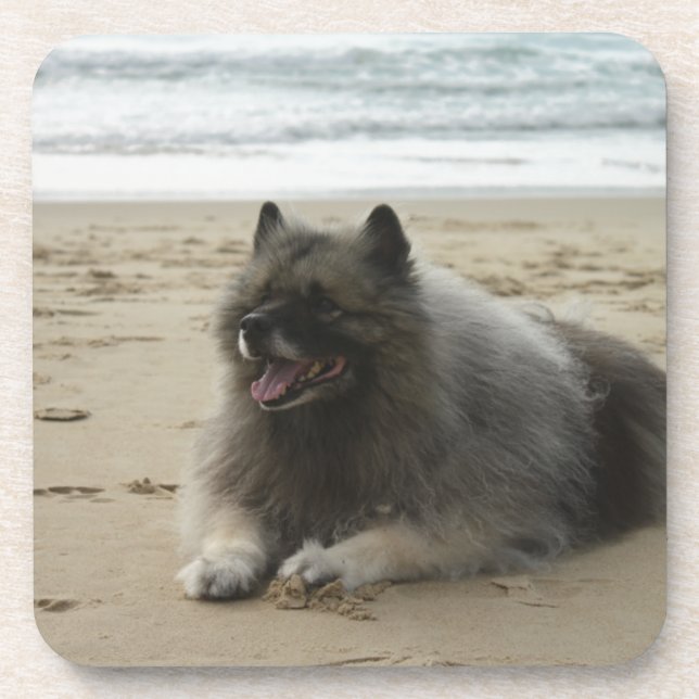 Keeshond on beach.png untersetzer (Vorderseite)