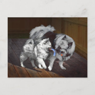 Keeshond Playtime Malerei - Niedliche Original Dog Postkarte