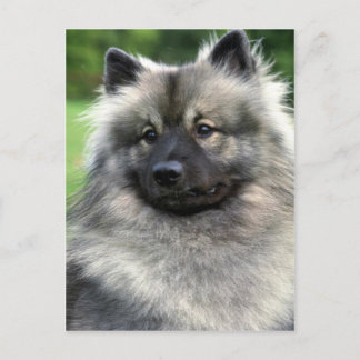 Keeshond Postkarte