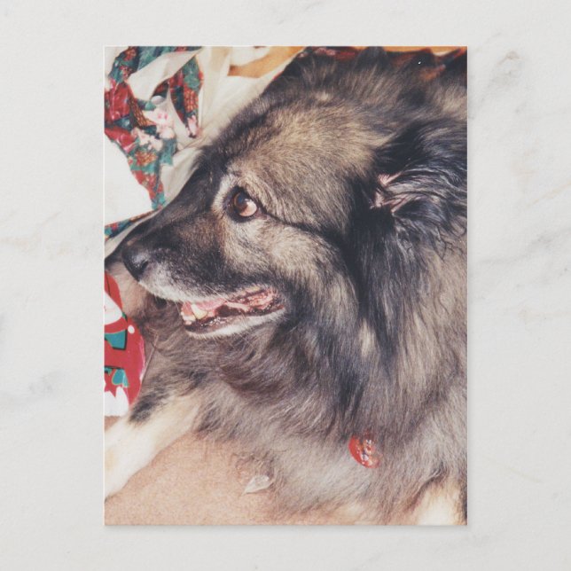 Keeshond Postkarten (Vorderseite)