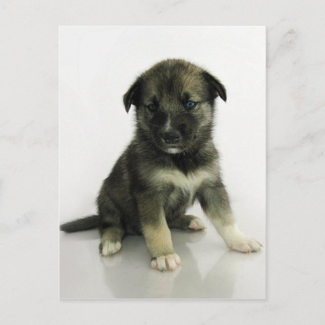 Keeshond Siberian Husky Crossbreed Puppy Postkarte (Vorderseite)
