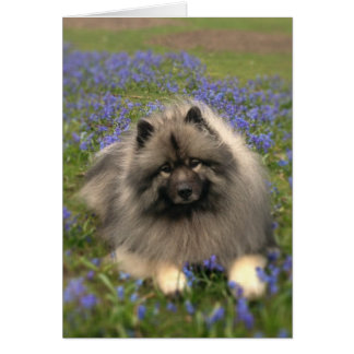 Keeshond und Blume