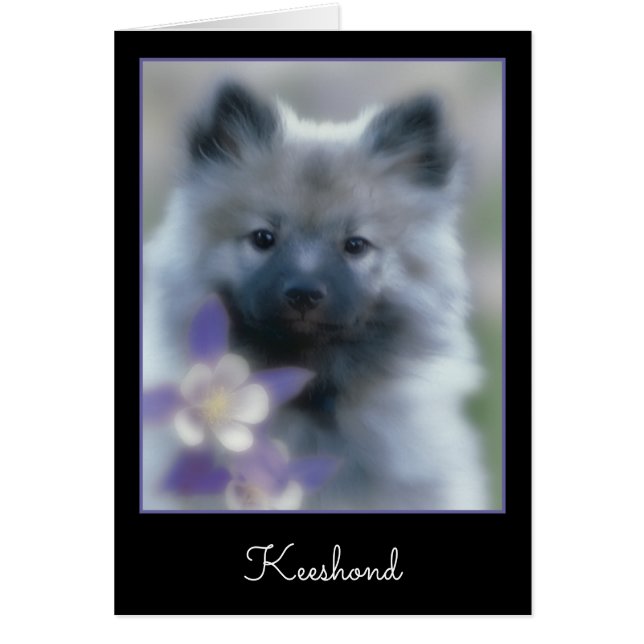 Keeshond und Columbine - Hundfoto (Vorne)