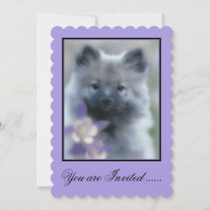 Keeshond und Columbine - Hundfoto Einladung