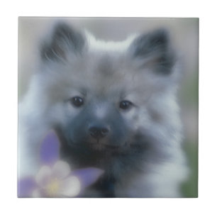 Keeshond und Columbine - Hundfoto Fliese