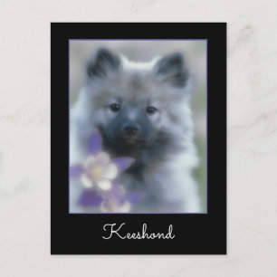 Keeshond und Columbine - Hundfoto Postkarte