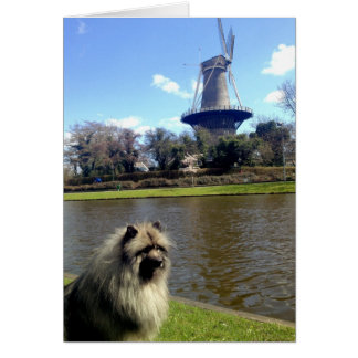 Keeshond und niederländische Windmühle