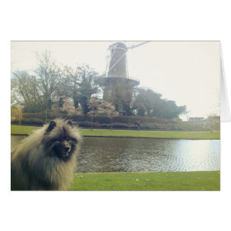 Keeshond und Windmill