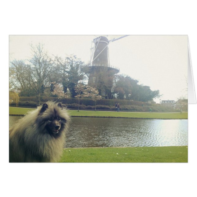 Keeshond und Windmill (Vorderseite (Horizontal))