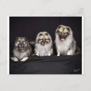 Keeshonden "Für Behalt!" Postkarte