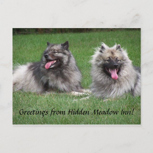 Keeshonds Apache & Havel Smiling Dutchmen Postcard Postkarte (Vorderseite)