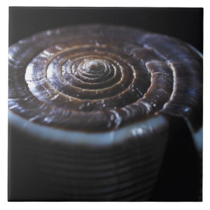 Kegel-Muschel Fliese