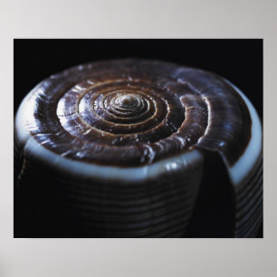 Kegel-Muschel Poster