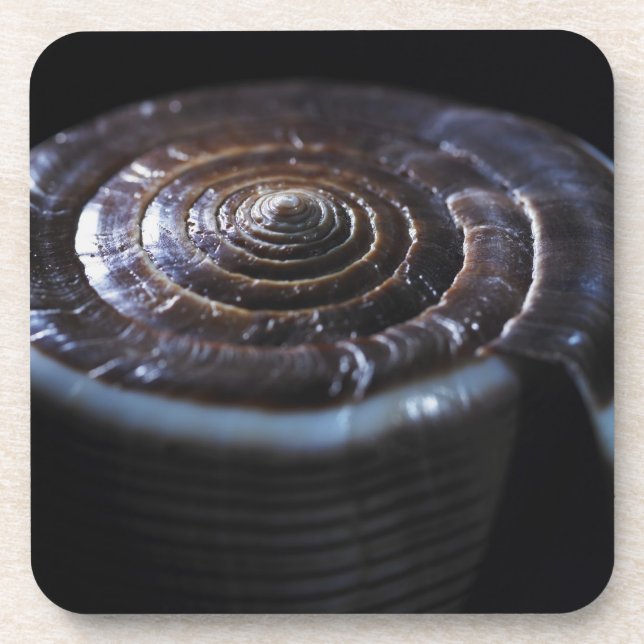 Kegel-Muschel Untersetzer (Vorderseite)