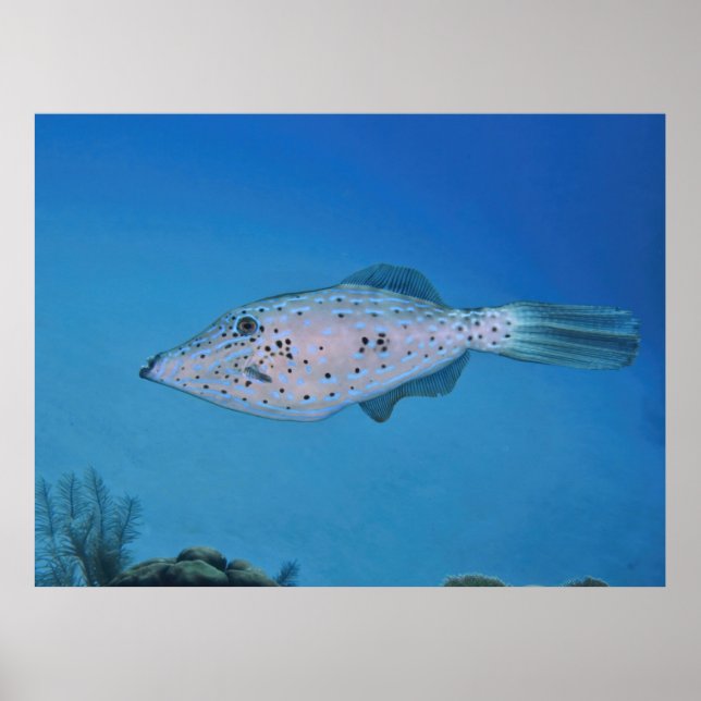Kegelfisch Poster (Vorne)