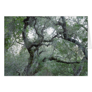 Kegelige Eichenbäume in Paso Robles, Kalifornien