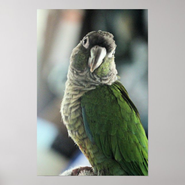 Kein Igel mehr Poster (Vorne)