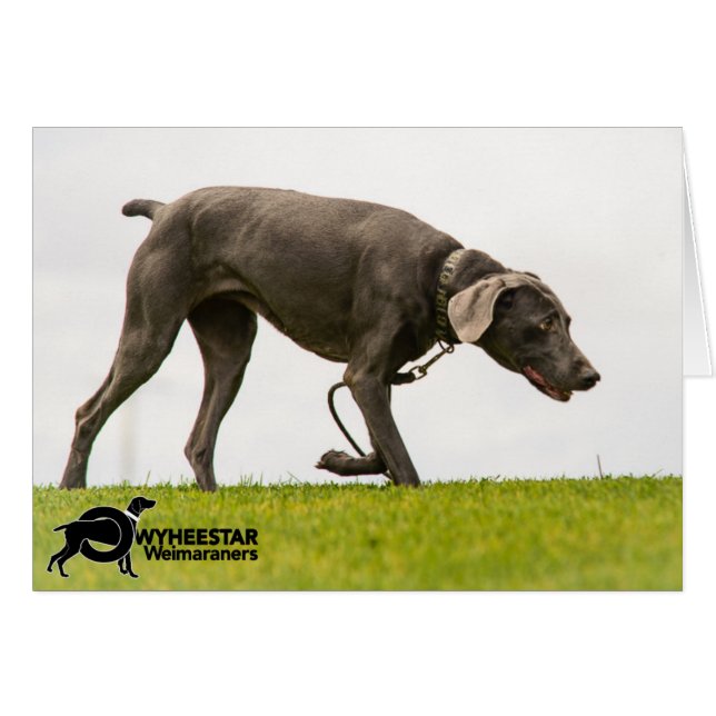 Kein Stormy Weather (Vorderseite (Horizontal))