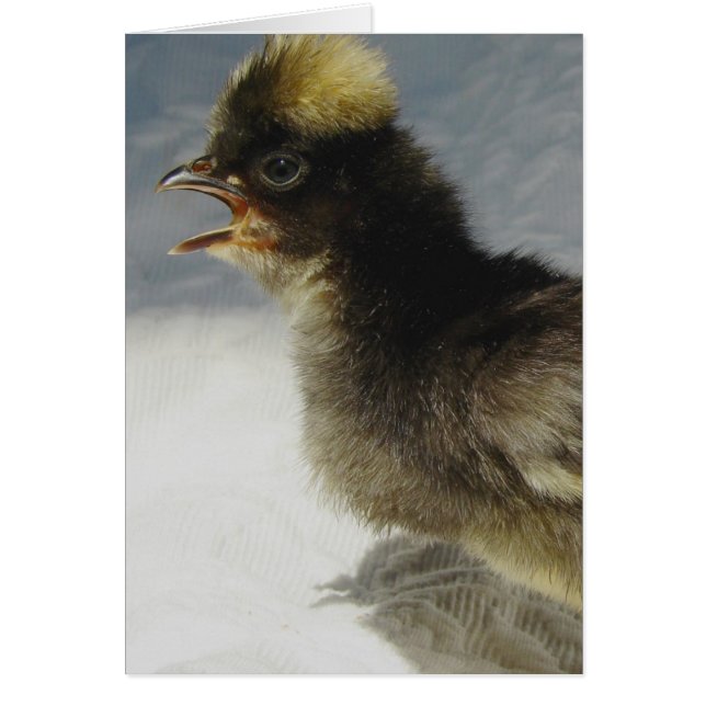 Keine Fotos bitte (Vorne)