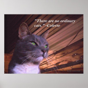 Keine gewöhnlichen Katzen Poster