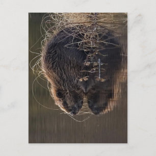 Keine höhere Auflösung verfügbar. Beaver_pho34.jpg Postkarte