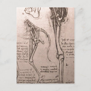 Keine höhere Auflösung verfügbar. Leonardo_anatomy Postkarte