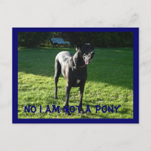 Keine Pony Postcard Postkarte