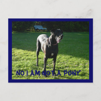 Keine Pony Postcard Postkarte