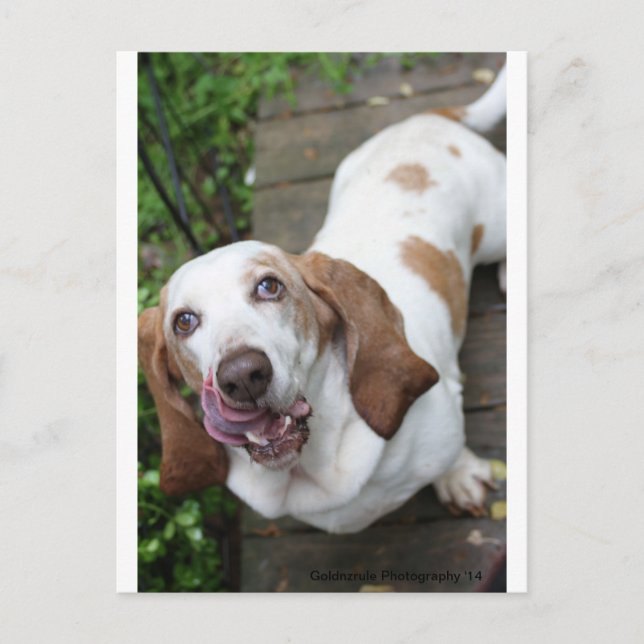 Keks? Postkarte (Vorderseite)