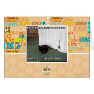 Keller-Katze, etwas verwirrt