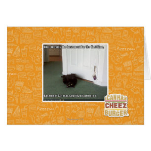 Keller-Katze, etwas verwirrt