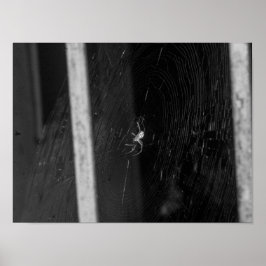 Kellerspinne Poster