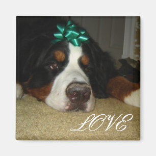 Kelly Bernese Gebirgshunde Magnet