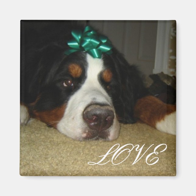 Kelly's Bernese Mountain Hunde Magnet (Vorne)