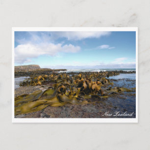 Kelp Coast, Rocky Scenery, Neuseeland Postkarte
