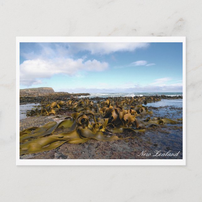 Kelp Coast, Rocky Scenery, Neuseeland Postkarte (Vorderseite)