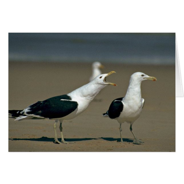 Kelp Gull (Vorderseite (Horizontal))