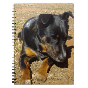 Kelpie_Farm_Life, Notizblock