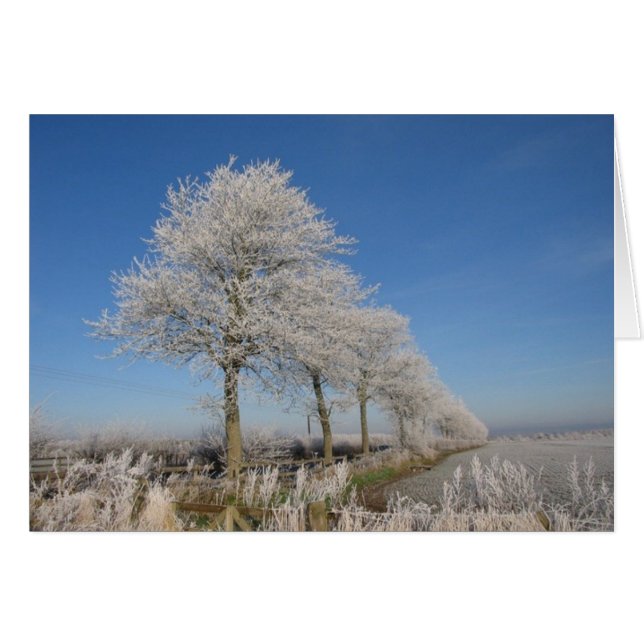 Kelso Trees (Vorderseite (Horizontal))