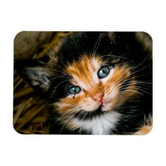 Kelte calico kitten with blue eyes magnet