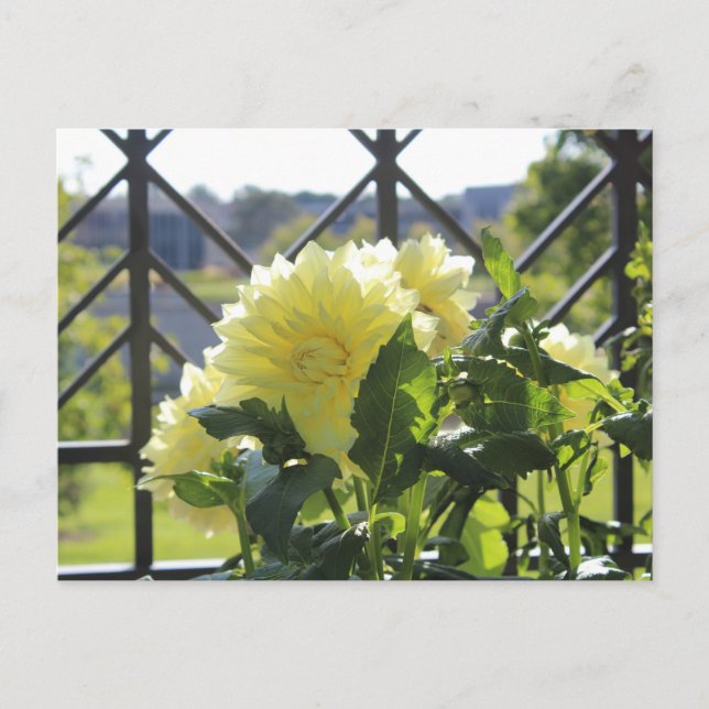 Kelvin Floodlight Dahlia Postkarte (Vorderseite)