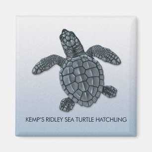 Kemps Ridley Meeresschildkrötehatchlings-Magnet Magnet