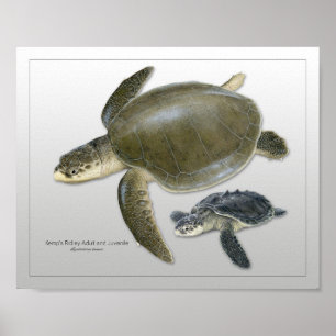 Kemp's Ridley Sea Turtle Adult and Juvenile Print Poster