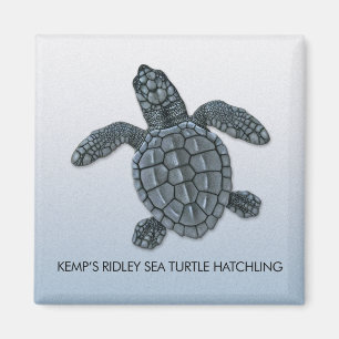 Kemps Ridley Sea Turtle Hatchling Magnet