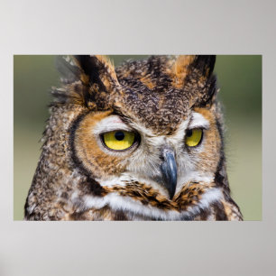 Kendall Landkreis, Texas. Große Hornschale Poster