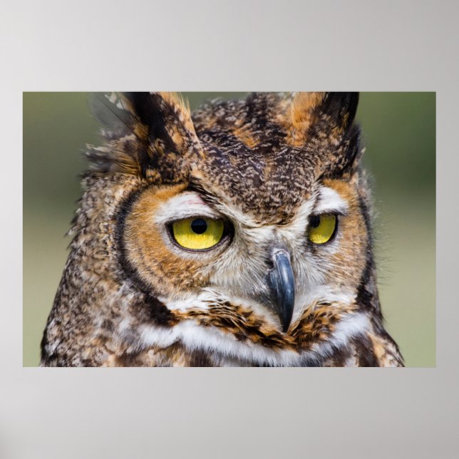 Kendall Landkreis, Texas. Große Hornschale Poster (Vorne)