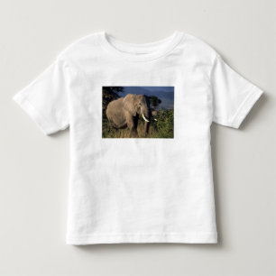 Kenia: Amboseli, männlicher afrikanischer Elefant Kleinkind T-shirt